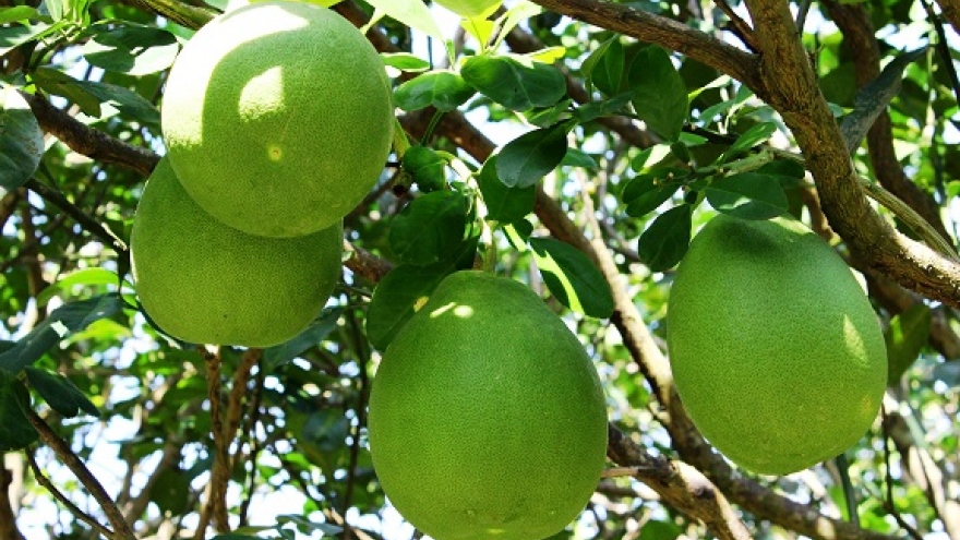 Chile opens its market to Vietnamese grapefruit