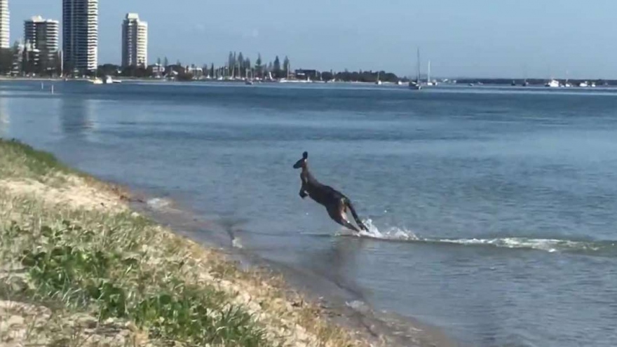 Bắt gặp chú Kangaroo đi tắm biển mùa xuân ở Australia