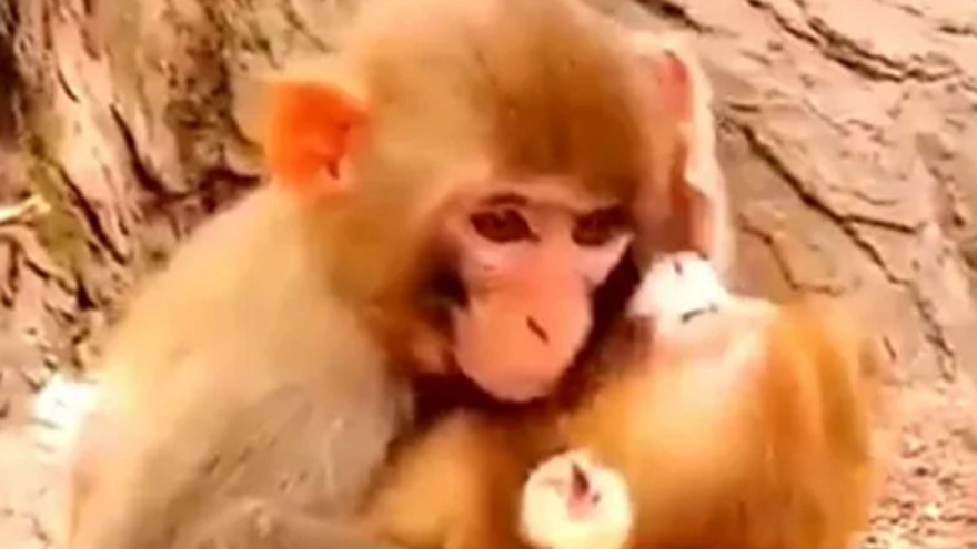Tan chảy khoảnh khắc khỉ mẹ âu yếm, vỗ về khỉ con