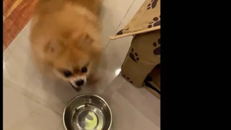 Video: Cún cưng vùng vằng giận dỗi vì bị chủ cắt xén phần ăn