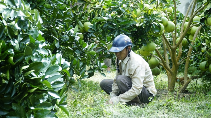 Xây dựng Mường Ảng thành vùng chuyên canh cây ăn quả ở Điện Biên