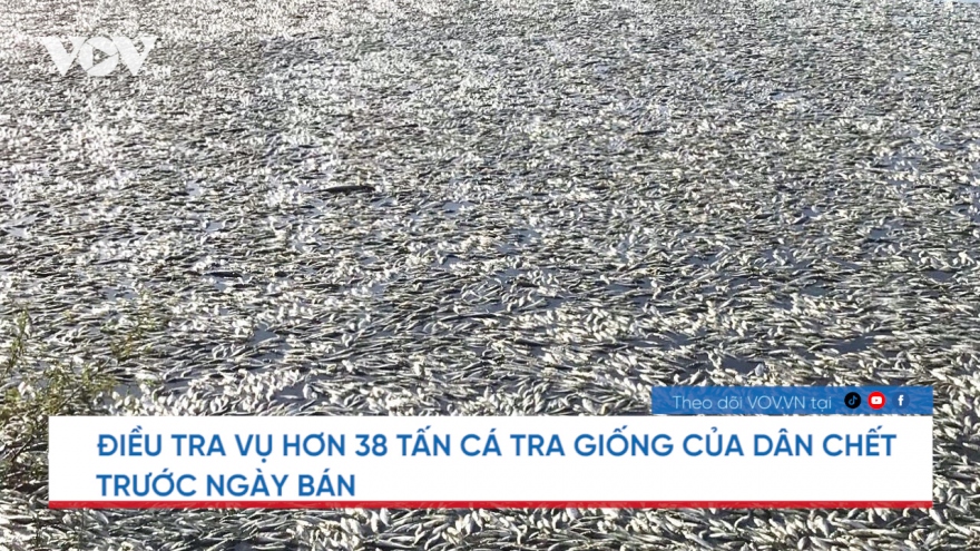 Nóng 24h: Điều tra vụ hơn 38 tấn cá tra giống chết trước ngày bán