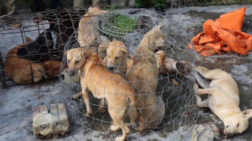 Nhóm “cẩu tặc” mang súng điện từ Thanh Hóa vào Nghệ An trộm chó