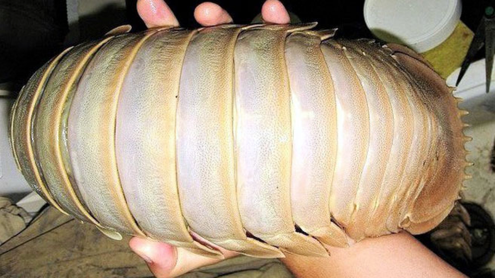 Dân Hà Nội xếp hàng thưởng thức món 'xe tăng lội nước'