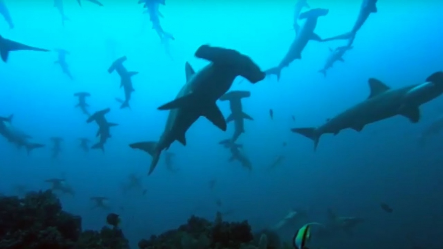 Nhóm thợ lặn bắt gặp đàn cá mập đầu búa ở quần đảo Galapagos (Ecuador)