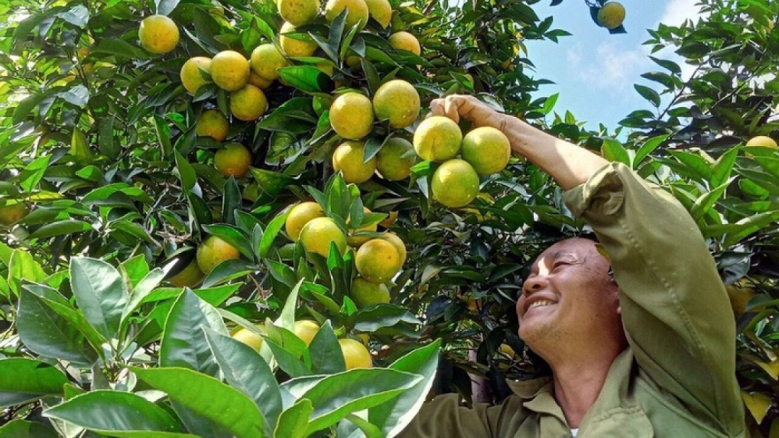 Nông dân thi đua làm giàu, xây dựng nông thôn mới