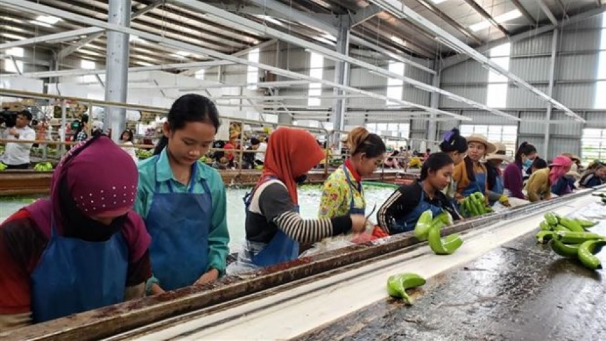 Agricultural projects create stable employment for Vietnamese-Cambodians