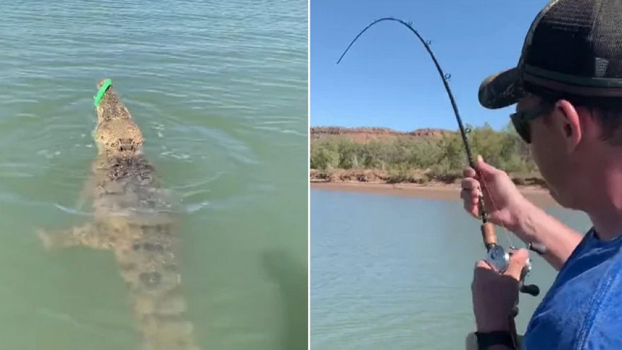 Video: Người câu cá vô tình câu trúng... cá sấu