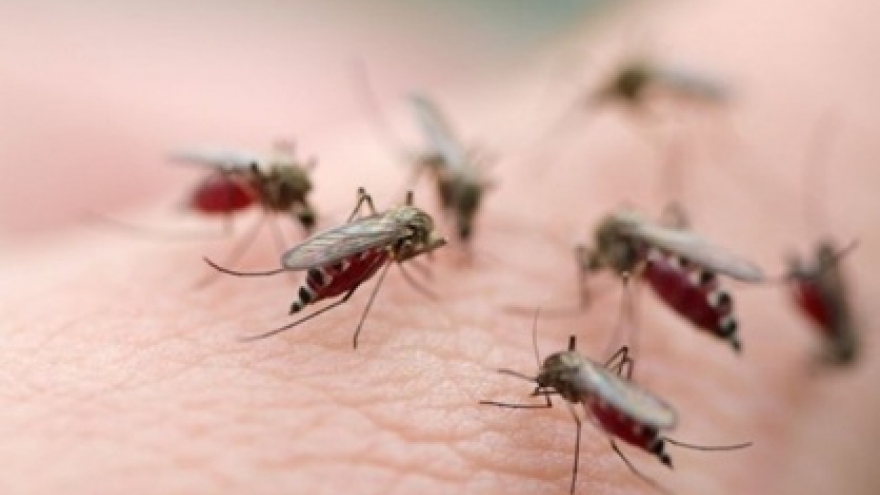 Hanoi hit by rapid increase in dengue fever outbreaks 