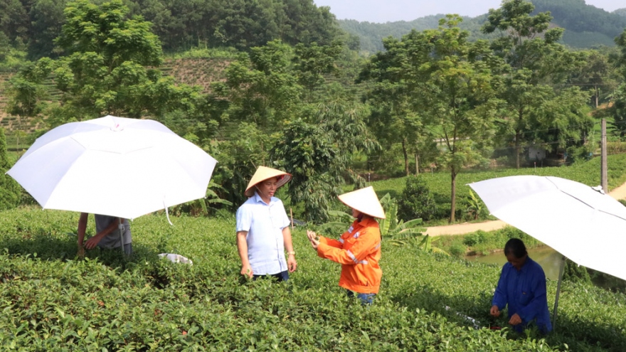 Chè VietGAP và chè hữu cơ: Hướng đi mới cho cây chè tại Thái Nguyên