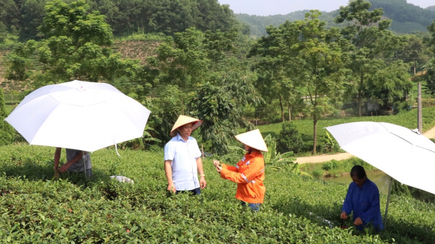  Chè VietGAP và chè hữu cơ: Hướng đi mới cho cây chè tại Thái Nguyên