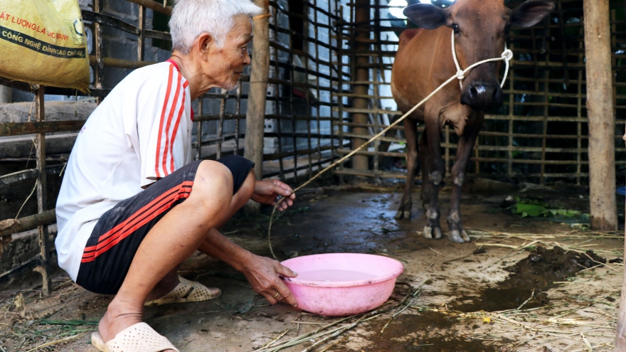 Nhận bò thêm lo?