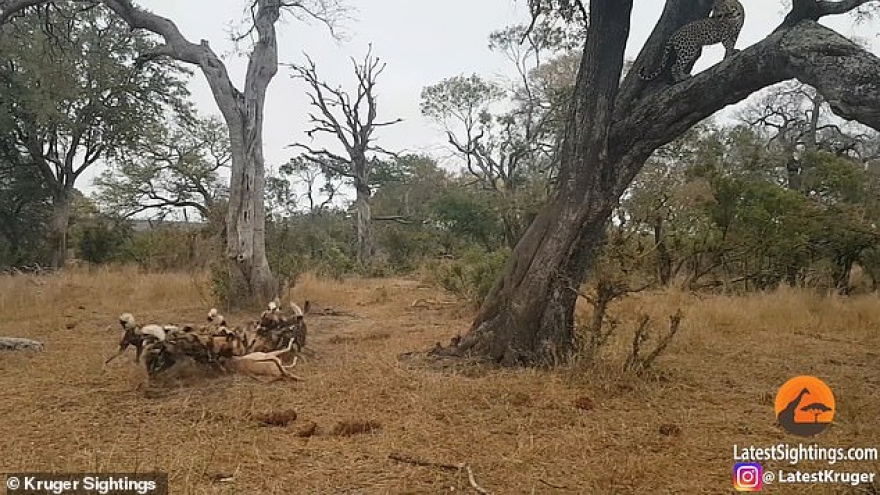 Video: Linh cẩu và chó hoang hỗn chiến kịch liệt để giành giật con mồi