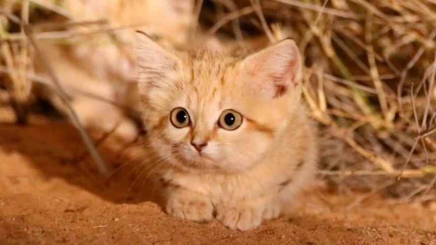 Video cực hiếm về mèo cát hoang dã ở sa mạc Sahara