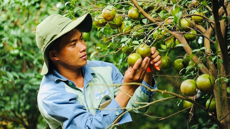 Nhiều chính sách ưu đãi đón làn sóng đầu tư vào nông nghiệp