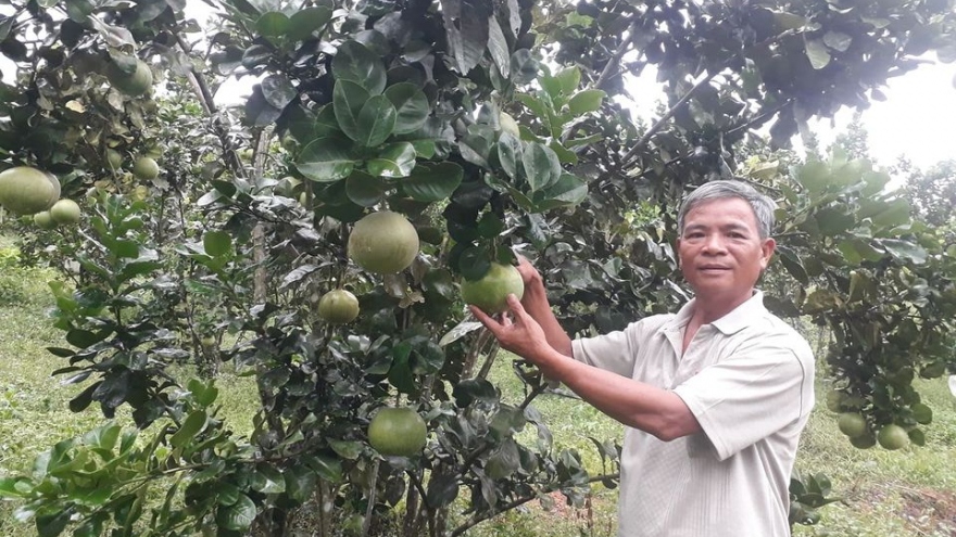 Nông dân Đà Nẵng thu hàng trăm triệu từ cây bưởi