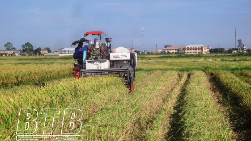 Thái Bình khắc phục sản xuất nhỏ, manh mún trong nông nghiệp