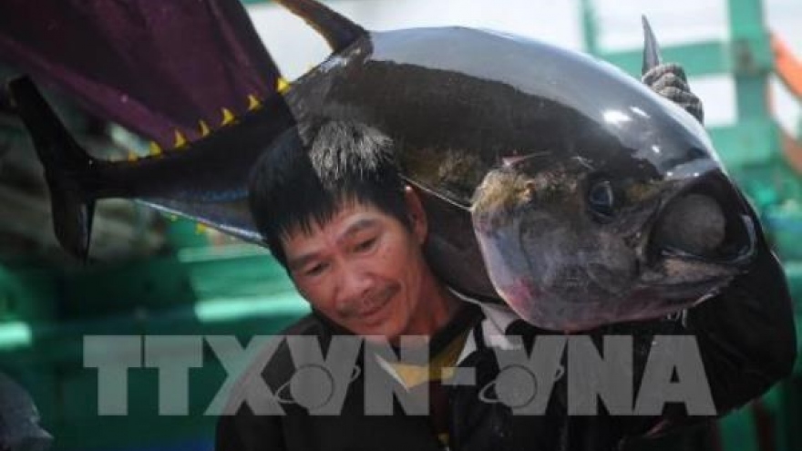 Vietnam striving to combat IUU fishing: Spanish official