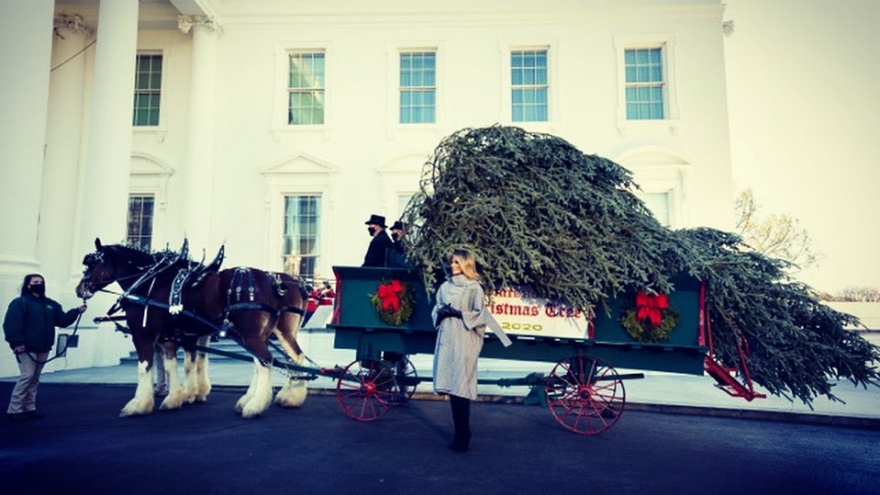Đệ nhất phu nhân Melania đón cây thông Noel tới Nhà Trắng
