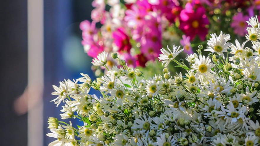 Ox-eye daisies create marvelous scenery on Hanoi streets 