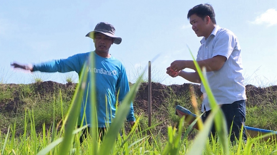 Trồng lúa hữu cơ làm ra gạo sạch người châu Âu ăn còn khen nông dân Tiền  Giang tăng thu nhập