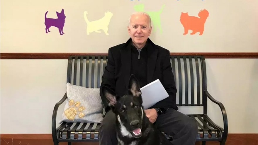 Ông Biden trẹo mắt cá chân khi chơi cùng cún cưng   