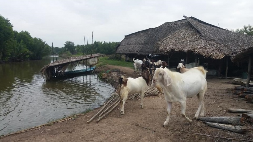 Dê thịt sốt giá, người nuôi dê ở Tiền Giang lãi cao