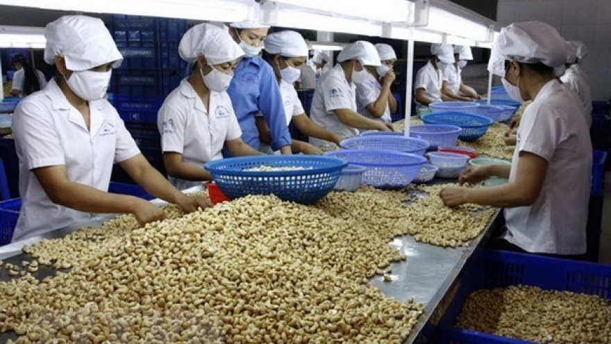 Vietnam remains world’s largest producer, exporter of cashew nuts