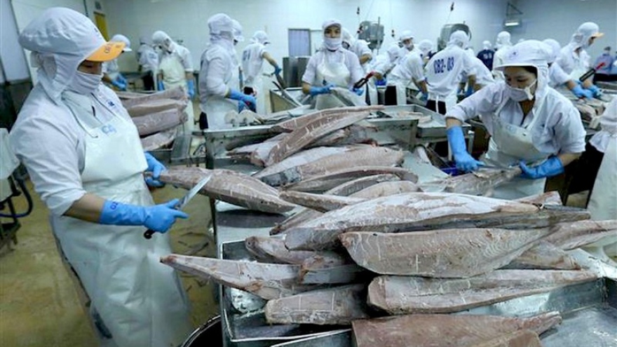 Local tuna exports to US market enjoy swift recovery