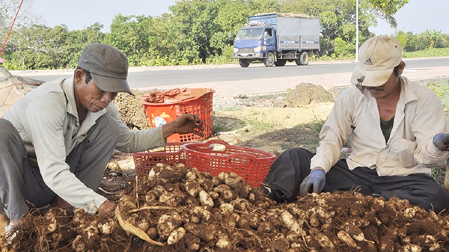 Nông dân đổi đời nhờ trồng cây củ lùn