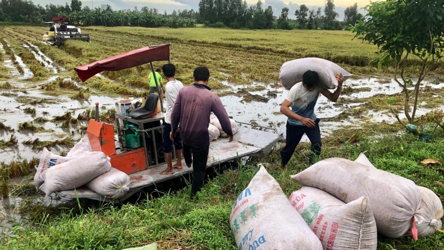 Giá lúa tăng nhưng năng suất lúa lại giảm do đổ ngã, ngập úng