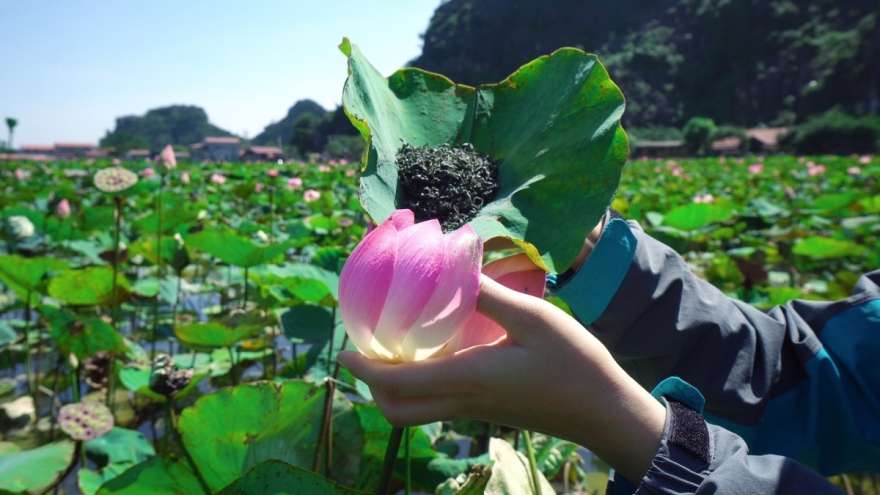 Sampling lotus cuisine of northern Vietnam