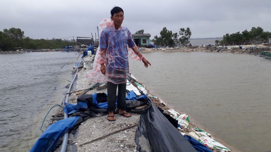 Quảng Nam: Người nuôi tôm trắng tay sau bão lũ