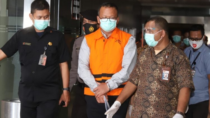 Indonesia tạm dừng xuất khẩu tôm hùm giống sau khi Bộ trưởng bị bắt