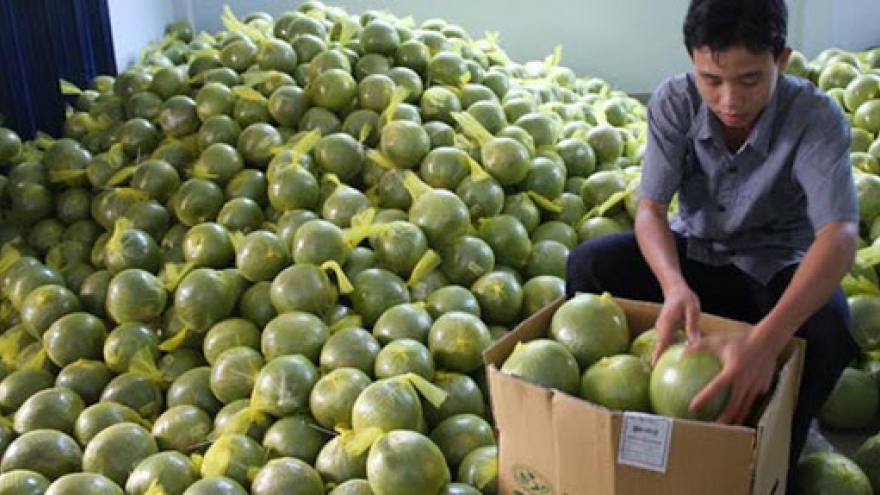 Russia increases import of fresh Vietnamese pomelos 