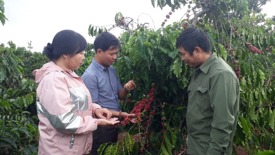 Cà phê Đắk Lắk tăng diện tích, giảm sản lượng