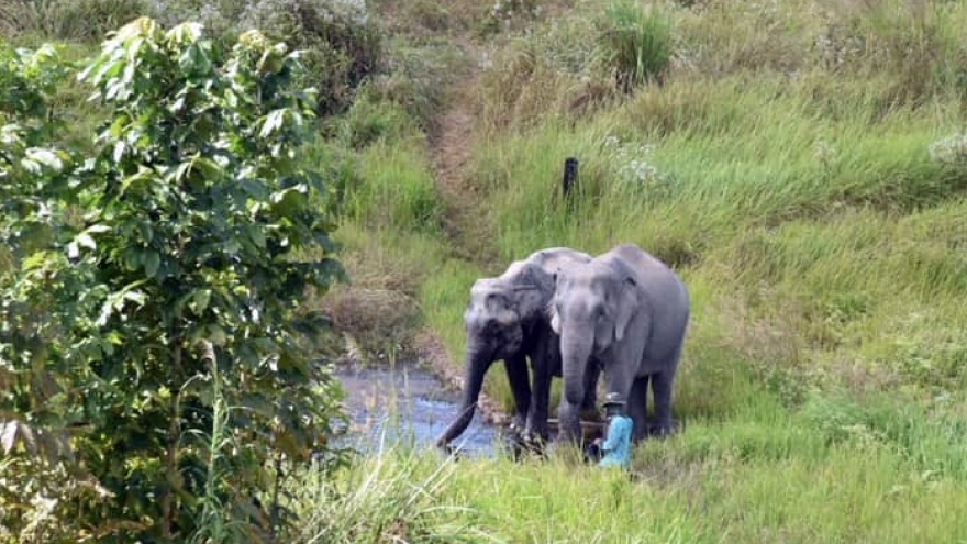 "Chú voi cô đơn nhất thế giới" sẽ được lai giống với voi Campuchia