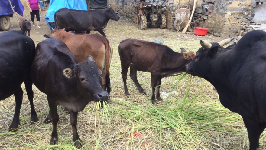 Cao Bằng: Hạn chế thiệt hại trên đàn gia súc trong điều kiện rét đậm, rét hại