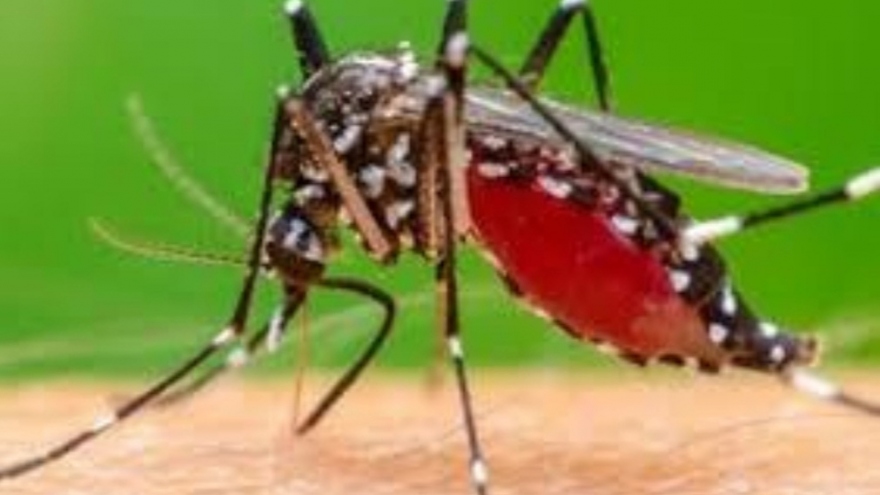 An Giang tập trung ứng phó bệnh Chikungunya