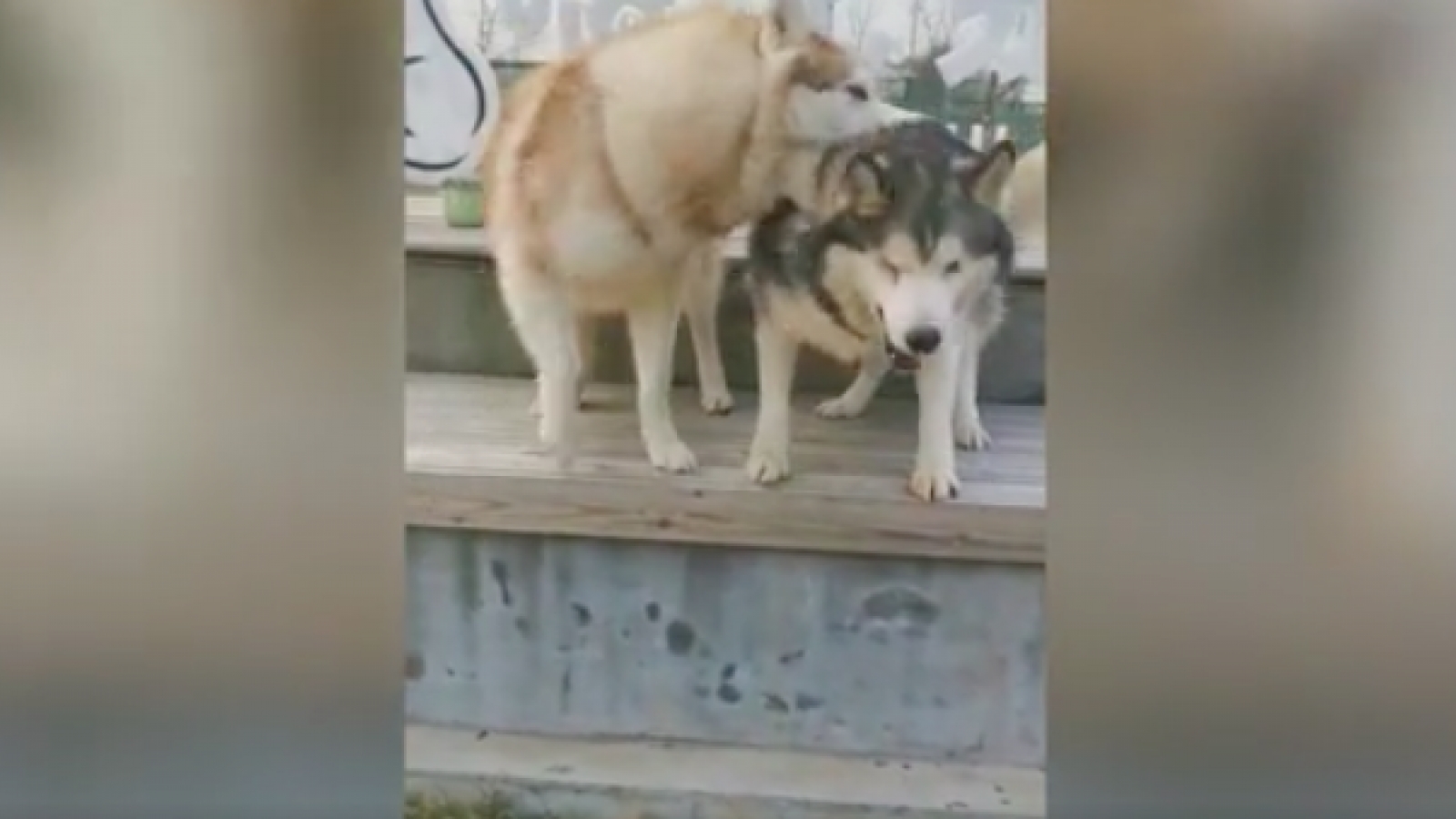 Chú chó Husky mù được em trai động viên khi tập nhảy