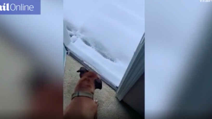 Clip: Phản ứng hài hước của chú chó to xác khi lần đầu thấy tuyết