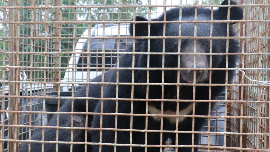 Phát hiện một cá thể gấu nặng gần 200 kg đang bị nuôi nhốt trái phép
