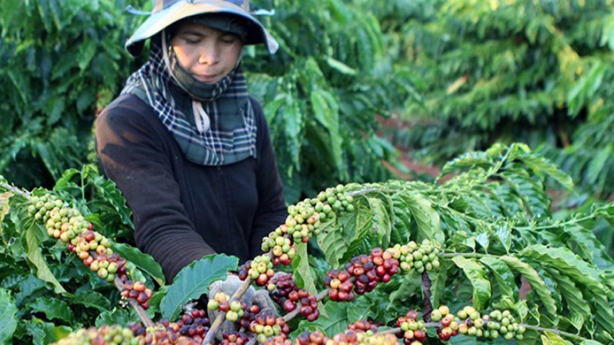 Vietnam exports over 1.7 million tonnes of coffee in 2020