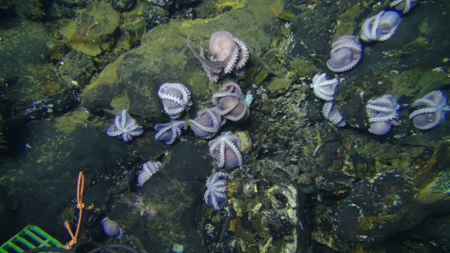 Cả nghìn con bạch tuộc cùng ấp trứng dưới đáy biển