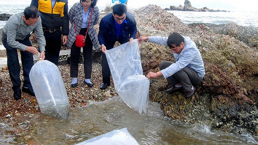 Bình Định thả 6.000 con cá chẽm giống ra đầm Thị Nại