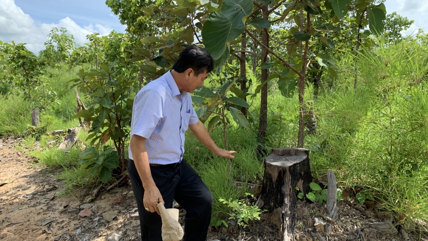 Thủ tướng chỉ đạo kiểm tra, xử lý vấn đề VOV nêu về phá rừng ở Tây Nguyên