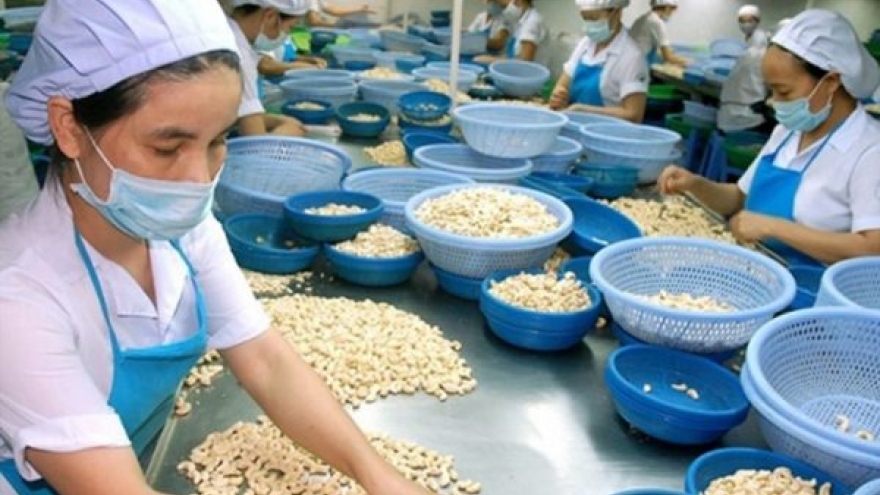 Export volume of cashew nuts surges by 13.2% over 11-month period