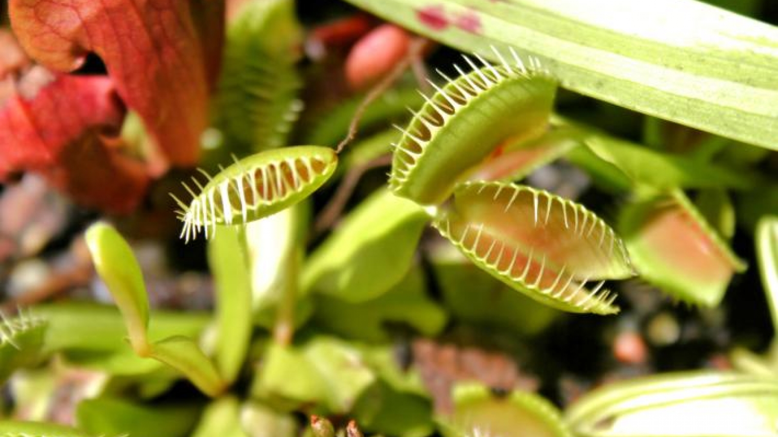 Khám phá vẻ đẹp “chết chóc” của các loại cây ăn thịt