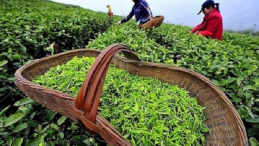 Tea industry projected to fulfil 2020 target despite pandemic