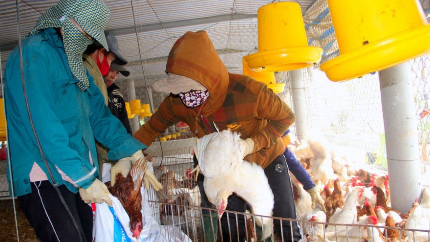 Dịch cúm A/H5N6 tái bùng phát tại làng chăn nuôi lớn nhất tỉnh Nghệ An